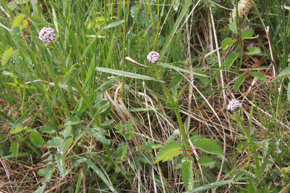 Kleiner Baldrian - Valeriana dioica, bei Pfinzweiler  (G. Franke, April 2014)