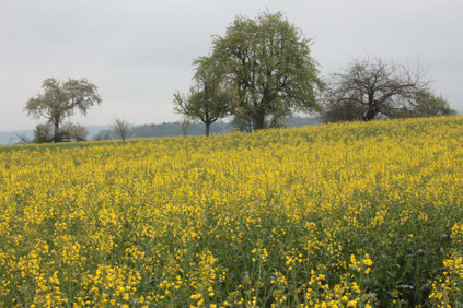 am Rand eines Rapsfeldes bei Pfinzweiler (G. Franke, 01.05.16)
