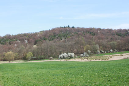 Essigberg, im Vordergrund rechts der Quellsumpf des Kettelsbaches mit den Bulten der Rispen-Segge ( Carex paniculata) (G. Franke, April 2011)