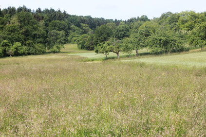 in Nähe Dietenhausen - vielgestaltige Landschaft mit Wiesen, Streuobstwiesen, Feldern und Wald