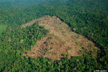 La déforestation en Amazonie (Source : Agir pour la planète.com)  