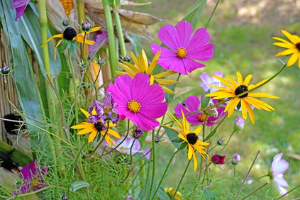 bunte blumen