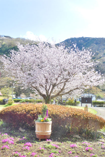 3月後半から4月にかけて、一挙に街が色づきはじめます