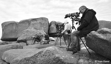 GEOCA, Groupe d'Etudes Ornithologiques des Côtes-d'Armor, ornithologie, ornithologues, observateurs du GEOCA, adhérents du GEOCA, observation oiseaux Côtes-d'Armor, Yoan Raoul, avifaune Côtes-d'Armor