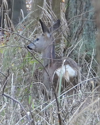 Reh (Capreolus capreolus) im Unterholz
