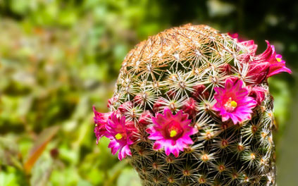 Mammilaria `Hakugyokuden`（白玉殿）　photo:書乃輪に帰属