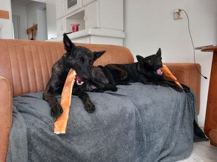 Blije hondjes met een XL Runderkophuid kauwsnack van Keetjes