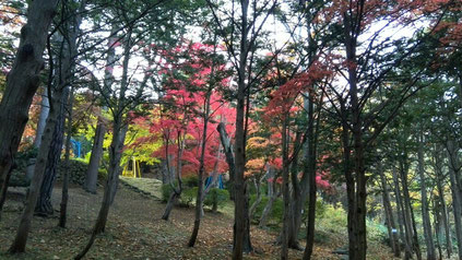 中野植物園の紅葉