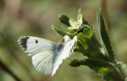 Aurore femelle (Anthocharis cardamines)