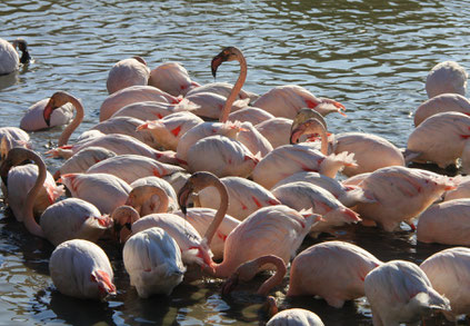 Bild: Parc ornithologique de Pont-de-Gau