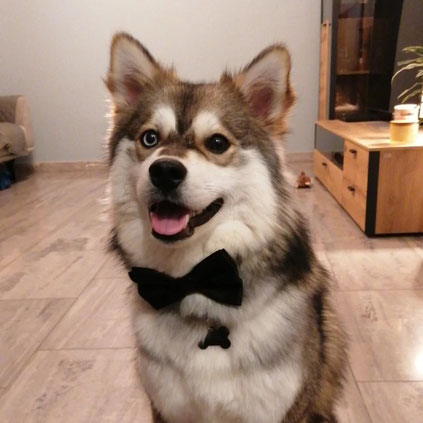 Reykjavik, pomsky F2, né chez nous le 6 Mars 2020