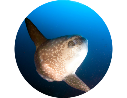 Photo ronde de Mola Mola à Nusa Penida