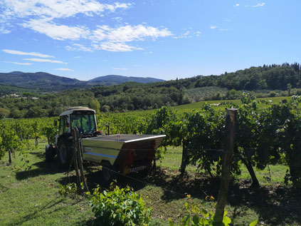 Oogsttijd in de Chianti streek