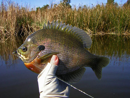 Bluegill caught fly fishing with sink tip fly line from a San Diego are lake.