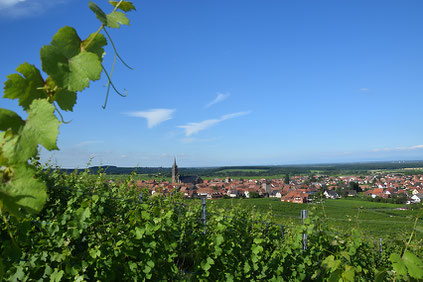 Im Elsass kann man exzellente Weine genießen. 