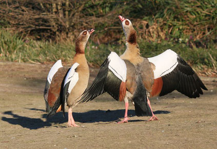 Nilgänse begrüssen sich mit lautem Geschnatter