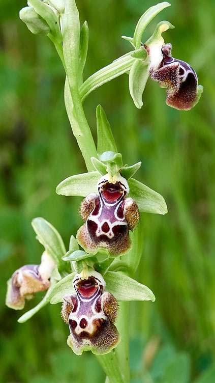 Ophrys flavomarginata, Gelbrandige Ragwurz