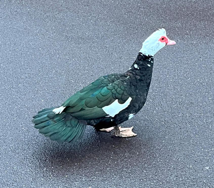 Freilaufende Ente - Besitzer gesucht. Foto: Polizei