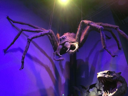 Harry Potter Studio Tour - Aragog