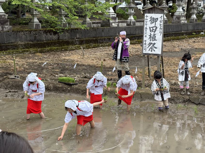 十社大神 献穀田 令和7年御田植祭 早乙女たちがイセヒカリの苗を手植え