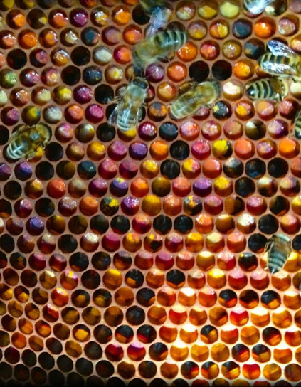 Bienenbrot vom Allgäu und Bodensee