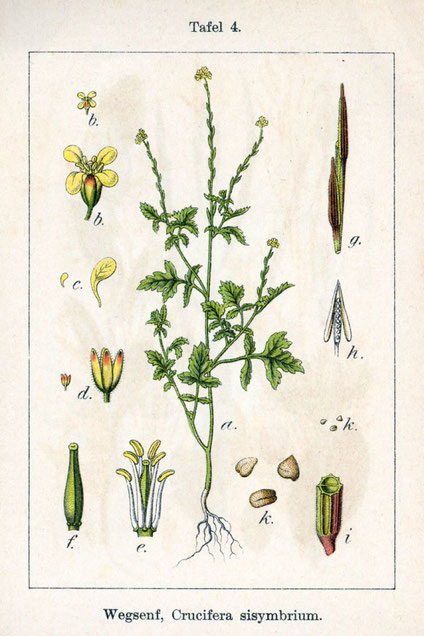 Johann Georg Sturm (Painter: Jacob Sturm) - Fig. from book Deutschlands Flora in Abbildungen. at http://www.biolib.de, Gemeinfrei, https://commons.wikimedia.org/w/index.php?curid=725251