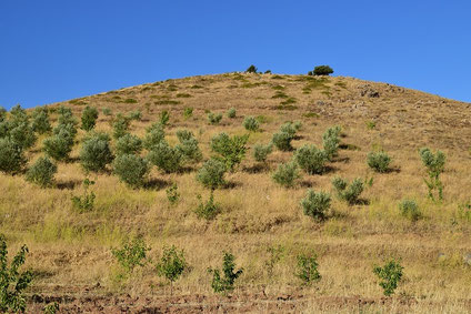 Habitat et espace de vol dans le Moyen Atlas tabulaire, alentours d'Azrou, 2017, ©Frédérique Courtin 