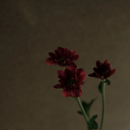 花の色、姿、その力