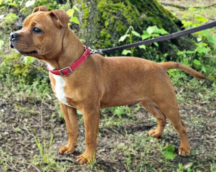 Padino ( Leone II ) ( Staffordshire Bull Terrier )