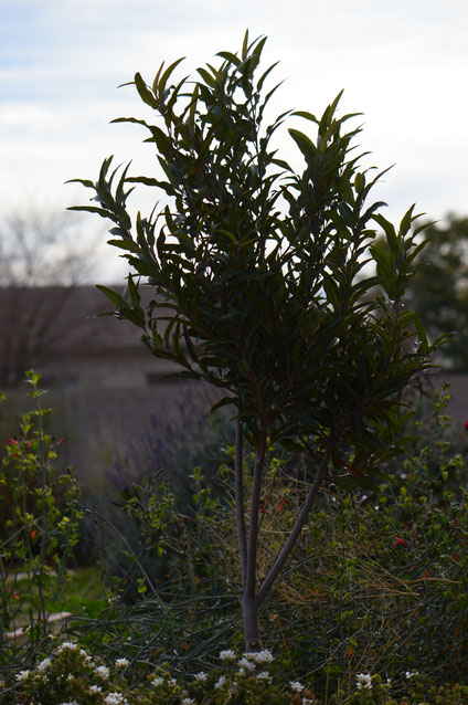 tree following, arizona, rosewood, vauquelinia, californica, small sunny garden, desert garden, photography, amy myers