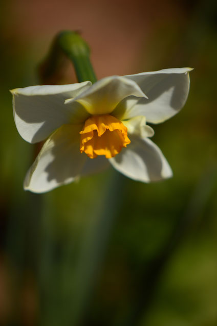 small sunny garden, desert garden, amy myers, photography, gbbd, garden bloggers bloom day, spring, flowers, narcissus, bright spot, bill the bulb baron