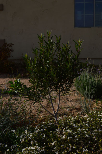 small sunny garden, desert garden, amy myers, vaquelinia, californica, arizona rosewood, tree following, photography