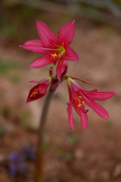 small sunny garden, desert garden, amy myers, photography, garden bloggers bloom day, gbbd, december, winter flowers, rhodophiala, oxblood lilies