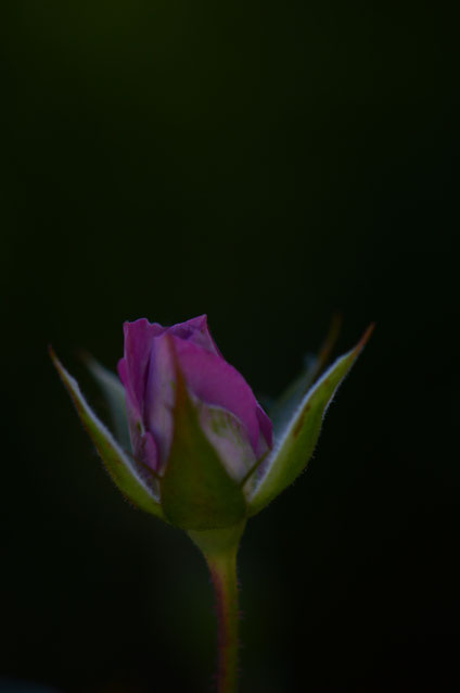 small sunny garden, desert garden, amy myers, tuesday view, autumn bloom, miniature rose, kordes