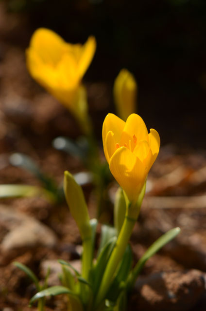 autumn, sternbergia, small sunny garden, desert garden, amy myers, photography
