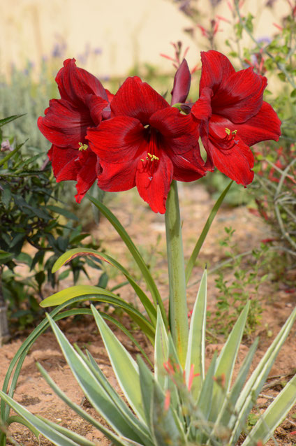 small sunny garden, desert garden, amy myers, photography, gbbd, garden bloggers bloom day, spring, flowers, hippeastrum, red pearl, amaryllis