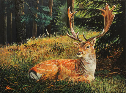 ruhender Damhirsch 30 x 40 verkauft