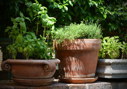 basilique,thym,tomate,persil,aménagement d'un jardin aromatique