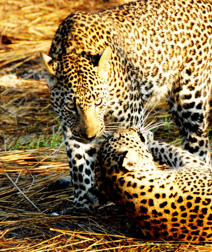 safari-sabi-sand-leoparenmutte-mit-sohn