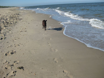 Toni rennt am Strand