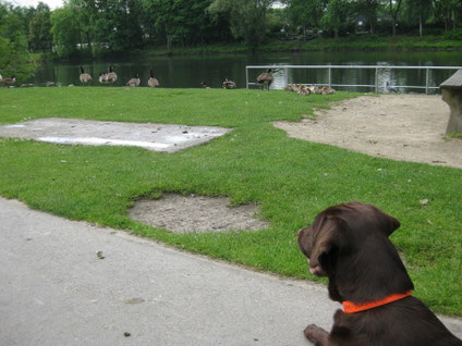 Toni beobachtet die Gänse am Ruhrufer.