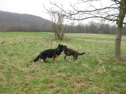 Toni und Frieda toben sich auf der Wiese aus.