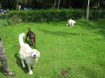 Golden Sammy, Labrador Toni und Goldenwelpe Milo.
