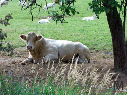 Bulle und Kühe mit Kälbern.