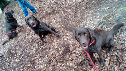 Toni (rechts) mit seinem 2013 geborenen Halbbruder (mitte).