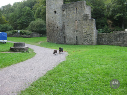 Frieda und Toni rennen über die Wiese vor Ruine Hardenstein.