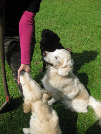 Drei Hunde sitzen und bekommen Futter