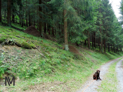 Zwei große Ameisenhügel am Waldrand.