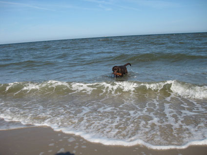 Toni apportiert ein DUmmy aus dem Meer.