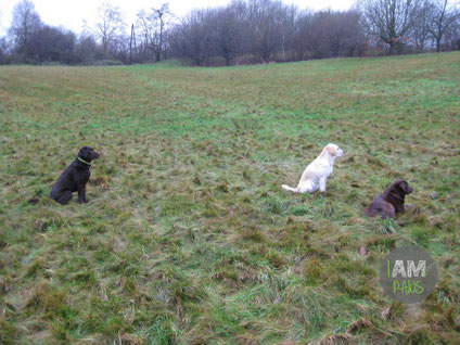 Toni, Krümel und Cookie sitzen auf der Wiese und schauen in die Ferne.